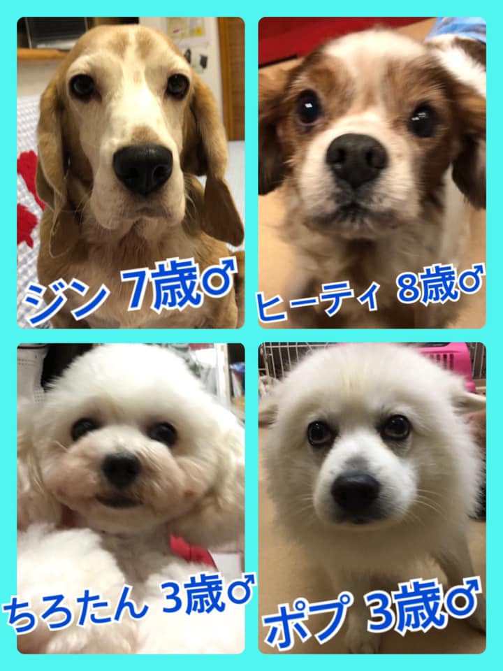 🐾今日の里親様募集中ワンコ🐶メンバーです🐾2020,6,11